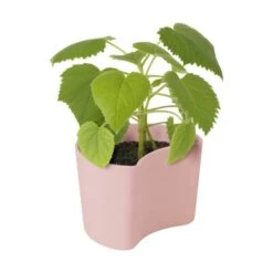 RIG TIG Your Tree Plantepotte M. Birkefrø -Køkkengrej Discountbutik 3990 6d38fbff 52e5 4029 8b5f 6a9c88861662